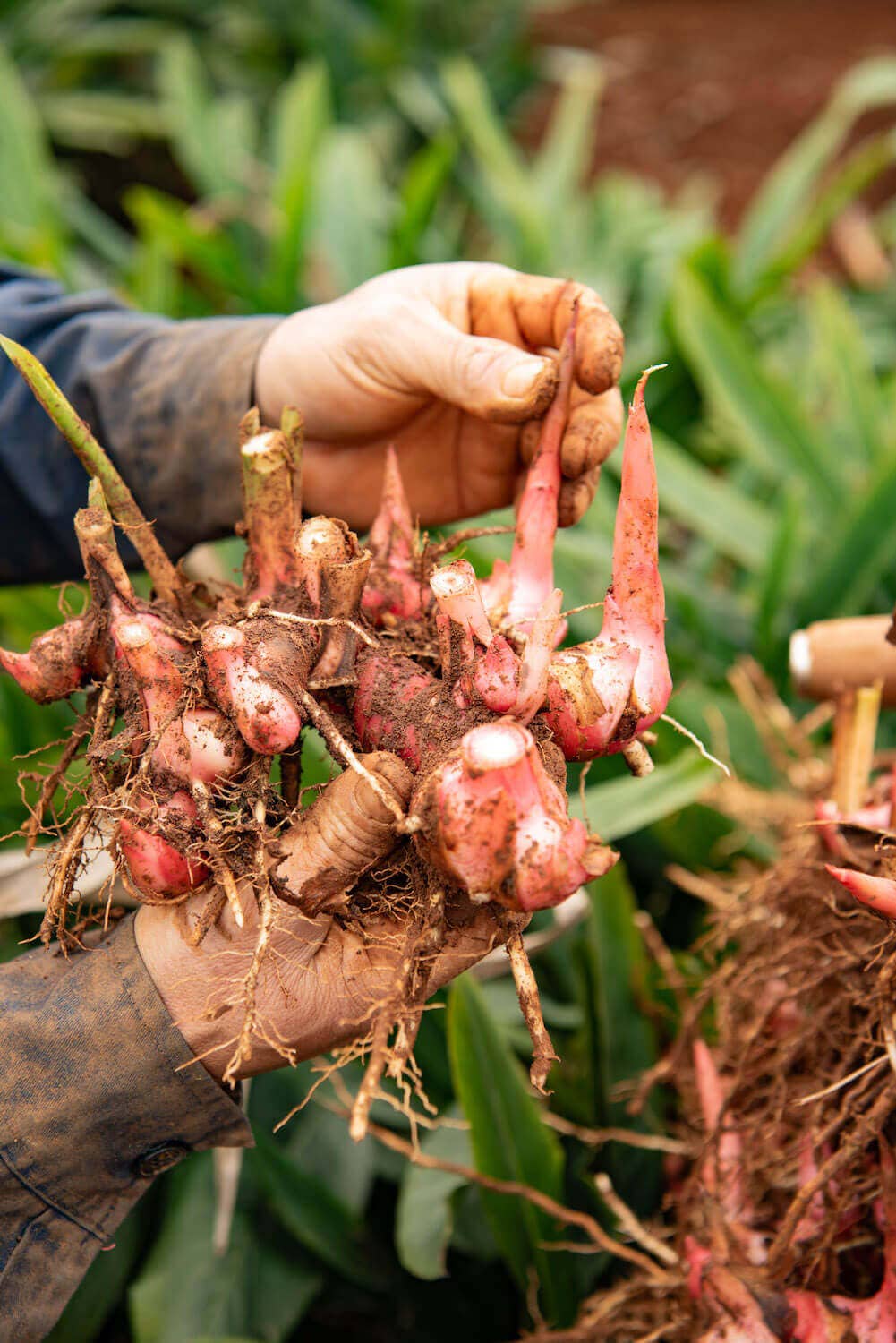Dried Crimson Galangal