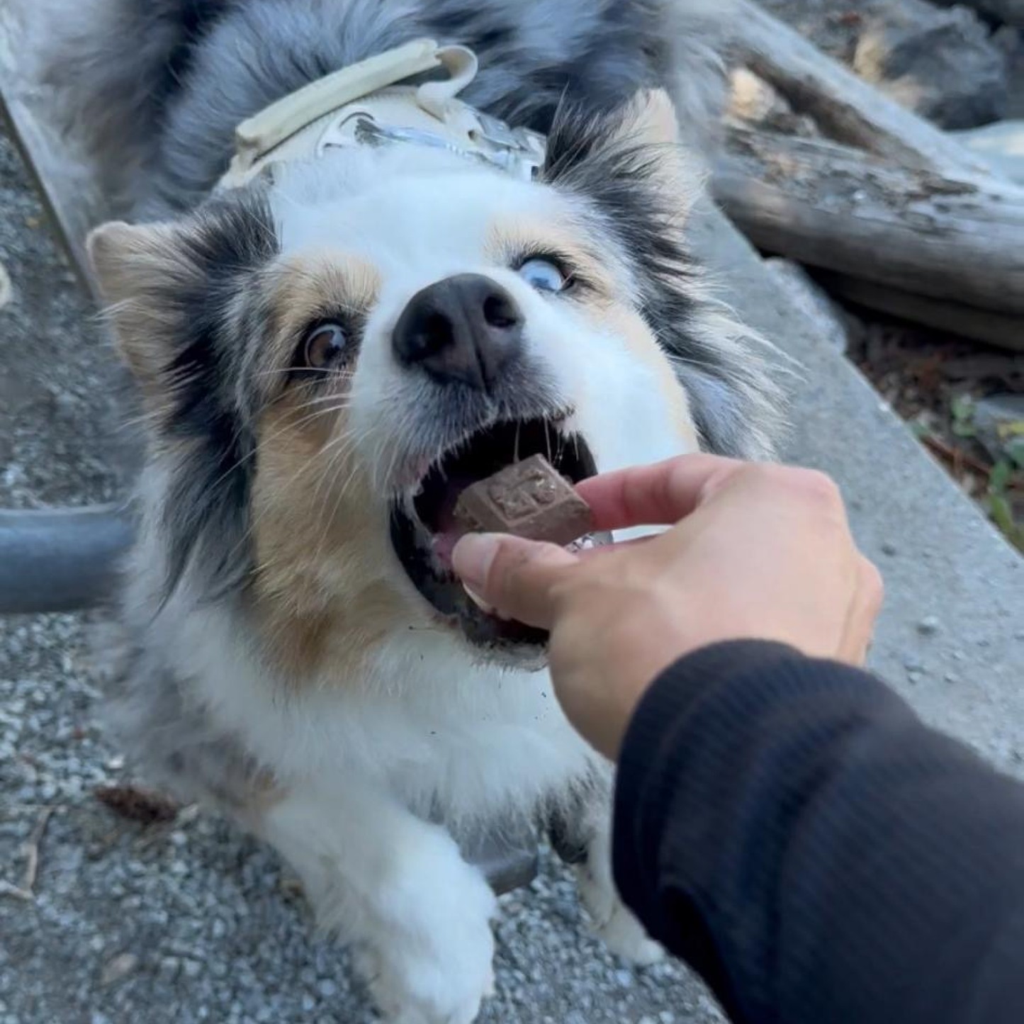 Goat Milk Dog Treats, Banana & Peanut